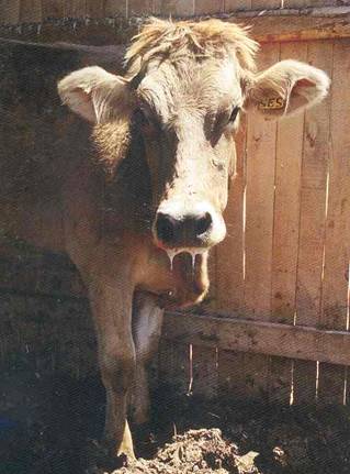 ?ap hastas? bir s???r.